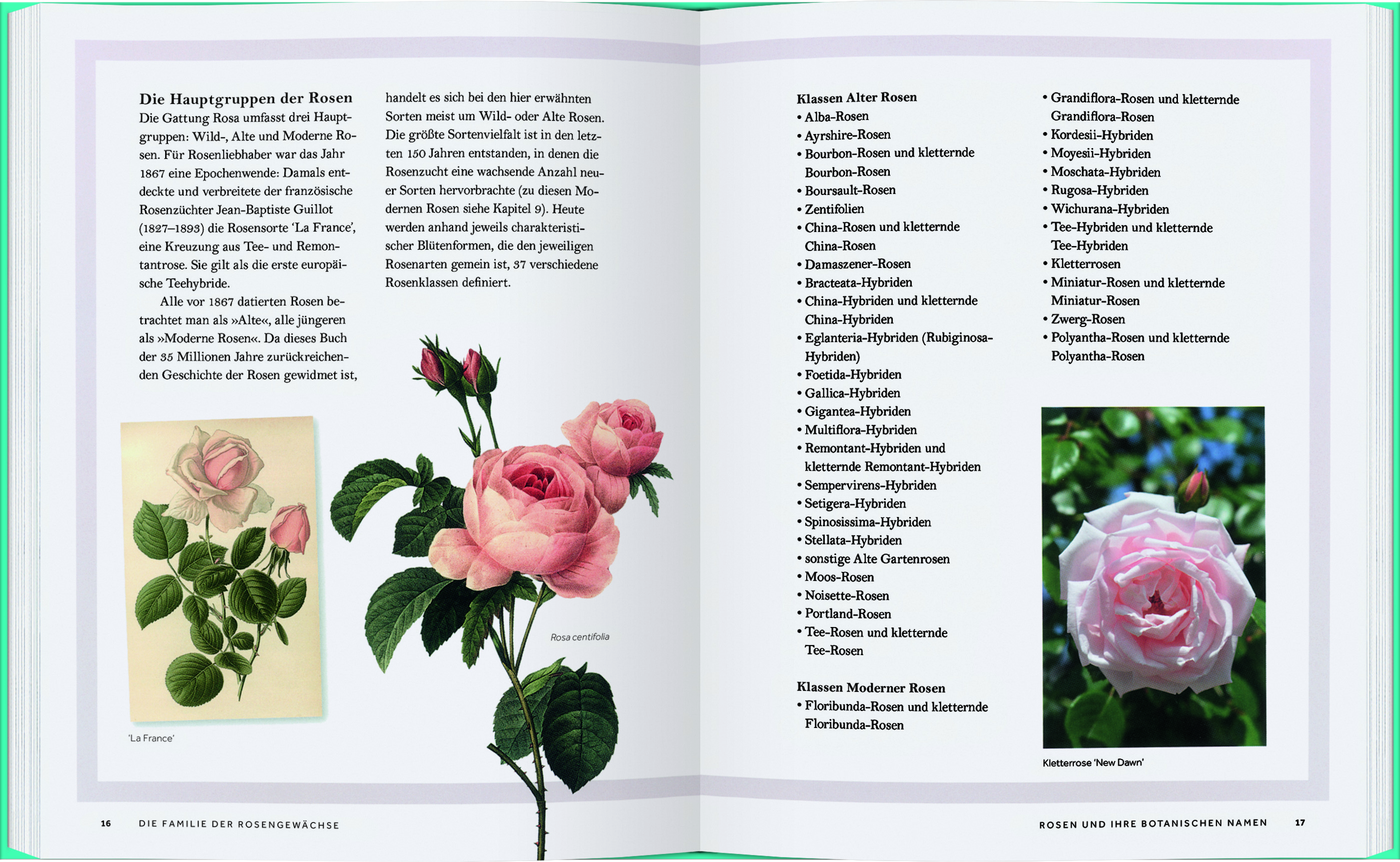 Rosen- Die Geschichte der Rose