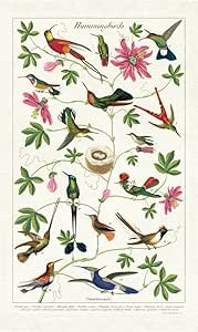 Cavallini Tea Towel Kolibris