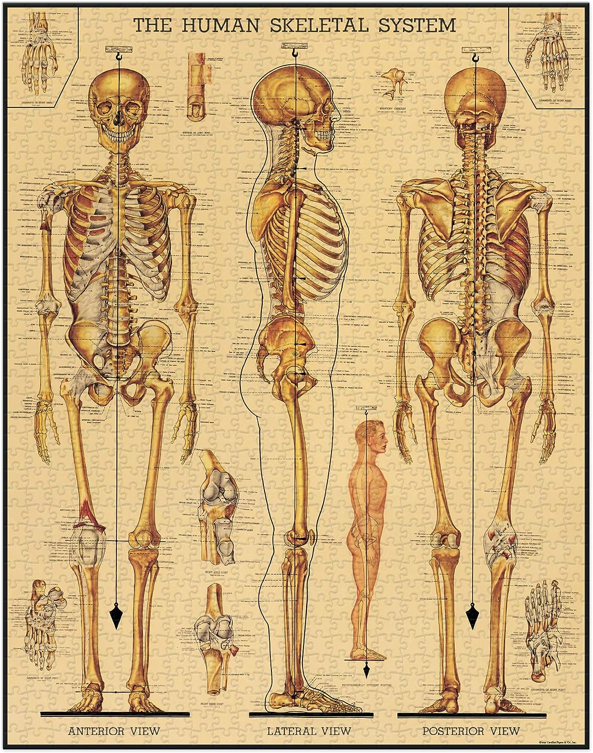 Cavallini Vintage Puzzle "Skeletal System"