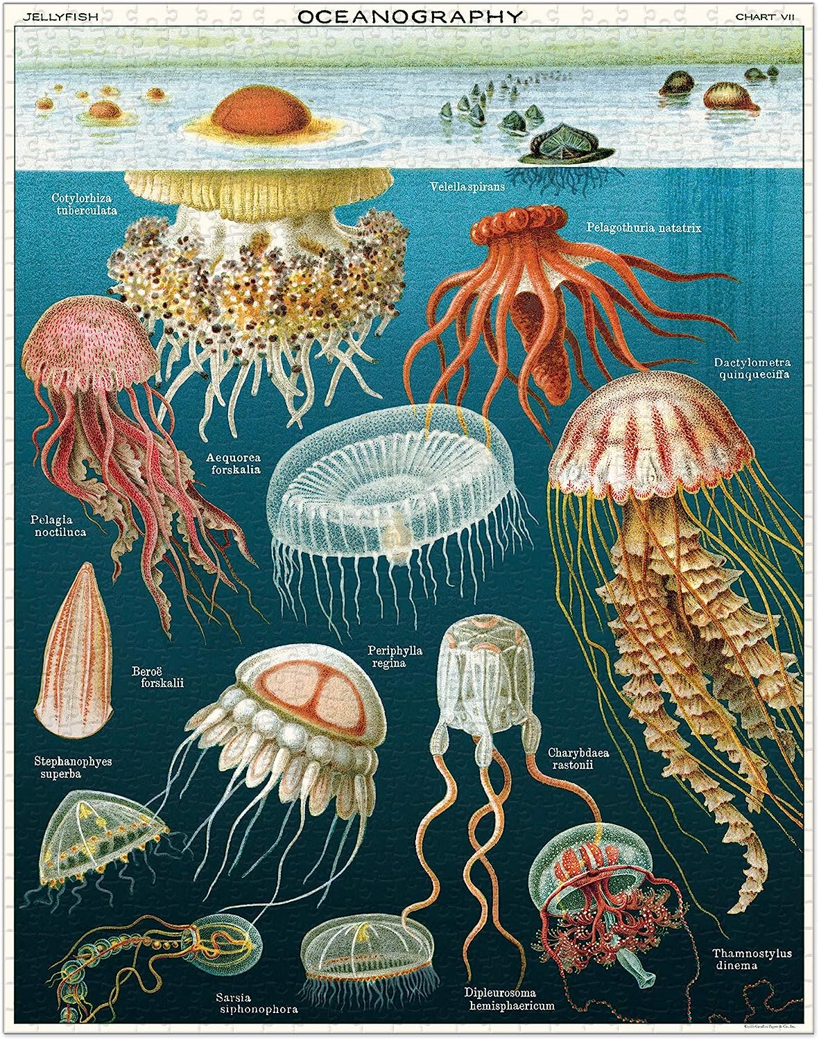 Cavallini Vintage Puzzle "Jellyfish"