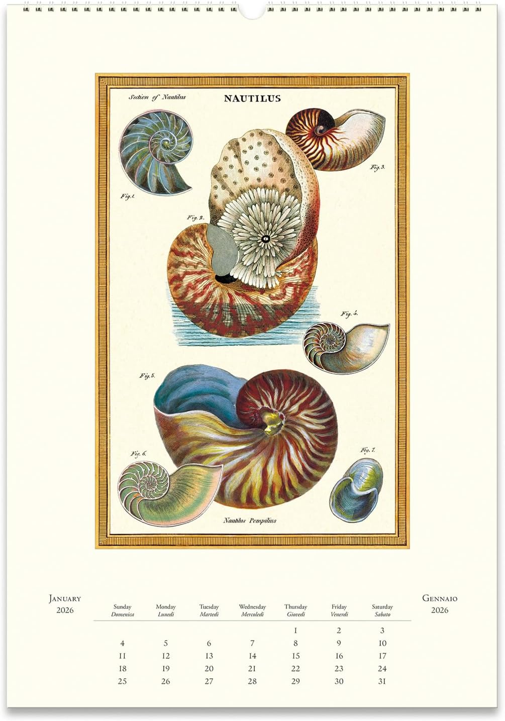 Cavallini Wandkalender 2026 Sea Life