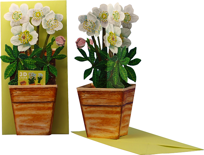 3D Blumentopfkarte "Christrose"